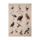 Variation von Vögeln auf einem Poster aus Graspapier